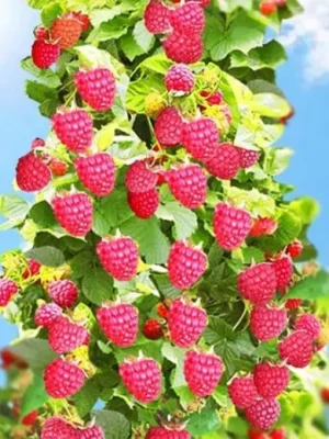 Малинове дерево “Богатир” Малинове дерево "Богатир" (без колючок)