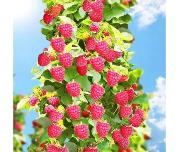 Малинове дерево “Богатир” Малинове дерево "Богатир" (без колючок)