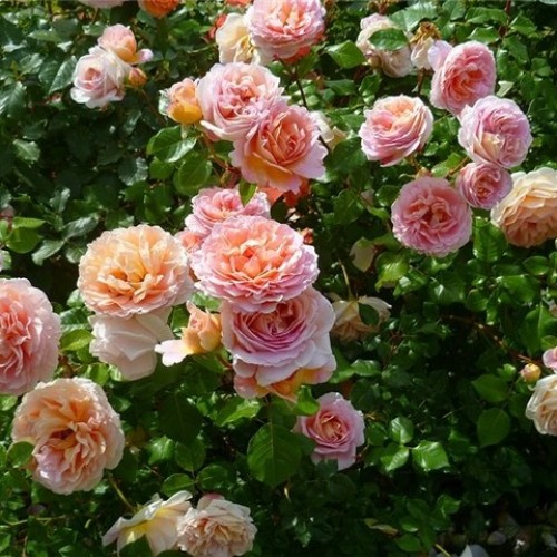 Плетиста троянда "Маршмеллоу" (Marshmallow)