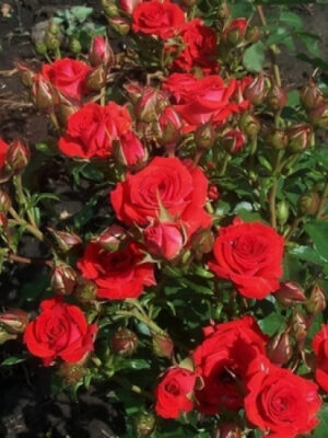 Троянда спрейка Мірабель