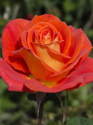 моніка Троянда Моніка (Monika)