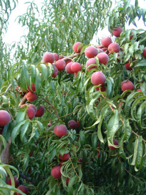 Персик "Монтар" - літній сорт, пізній термін дозрівання