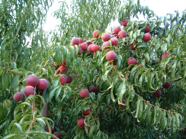 Персик "Монтар" - літній сорт, пізній термін дозрівання