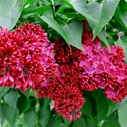 Бузок Палаюча Москва