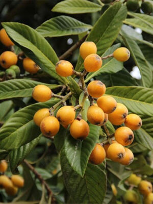 mushmula-1.jpg Мушмула