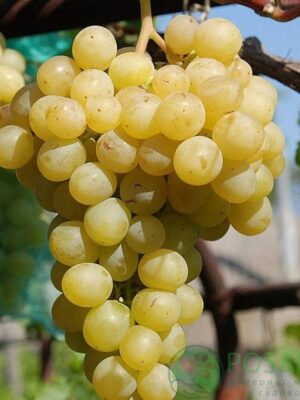 Мускат Італія