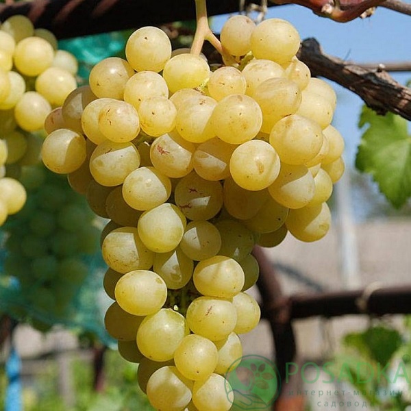 Мускат Італія