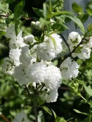 Мигдаль білий Мигдаль білий