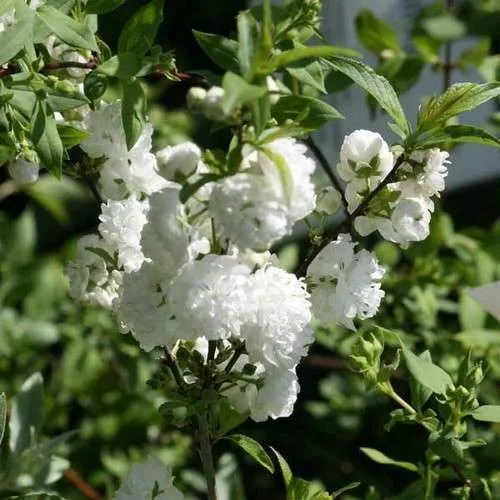 Мигдаль білий