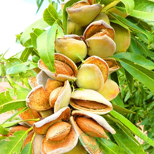 Мигдаль Форос Мигдаль Форос