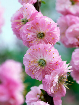 Мигдаль рожевий