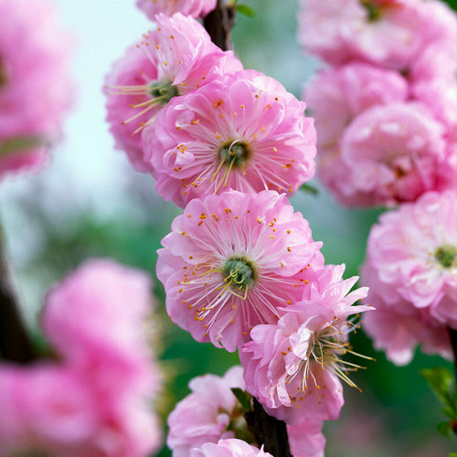 Мигдаль рожевий