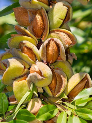 Мигдаль їстівний “Амаретто”, Мигдаль їстівний "Амаретто", саджанці дворічні