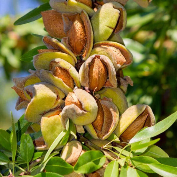 Мигдаль їстівний "Амаретто", саджанці дворічні