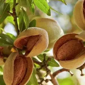 Мигдаль їстівний “Задоволення” Мигдаль їстівний "Задоволення". Саджанці дворічні