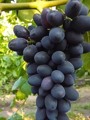 Надія рання