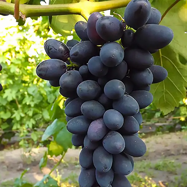 Надія рання