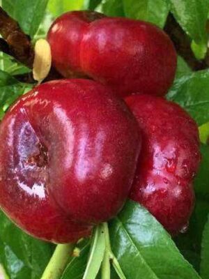 Нектарин інжирний "Донат", саджанці дворічні, середній термін дозрівання