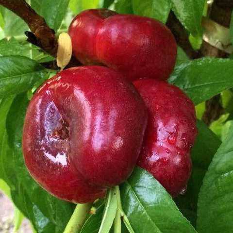 Нектарин інжирний "Донат", саджанці дворічні, середній термін дозрівання