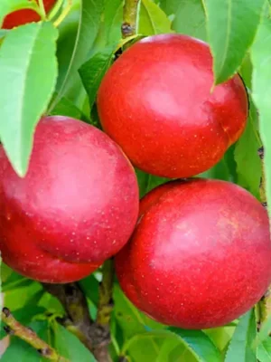 Нектарин "Рубіновий" саджанці дворічні, середній термін дозрівання