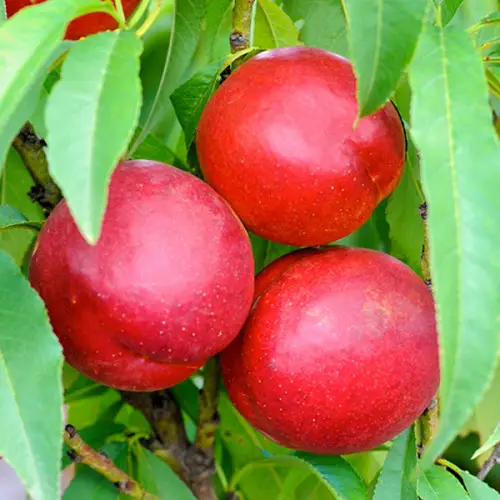 Нектарин "Рубіновий" саджанці дворічні, середній термін дозрівання