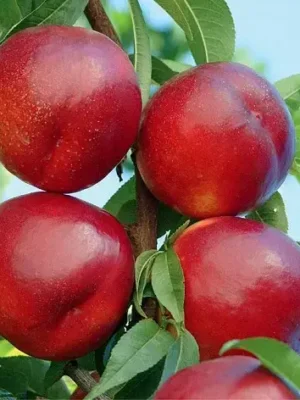 Нектарин Сливовий, середній термін дозрівання