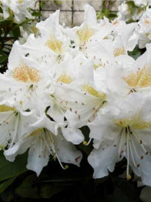 Азалія Японська “Nene”