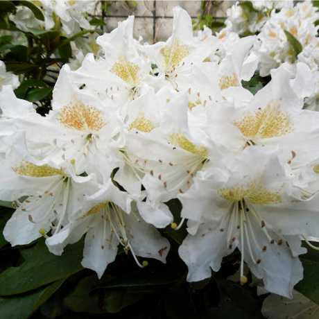 Азалія Японська “Nene”