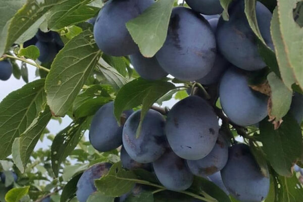 nenka.jpg Cлива Ненька