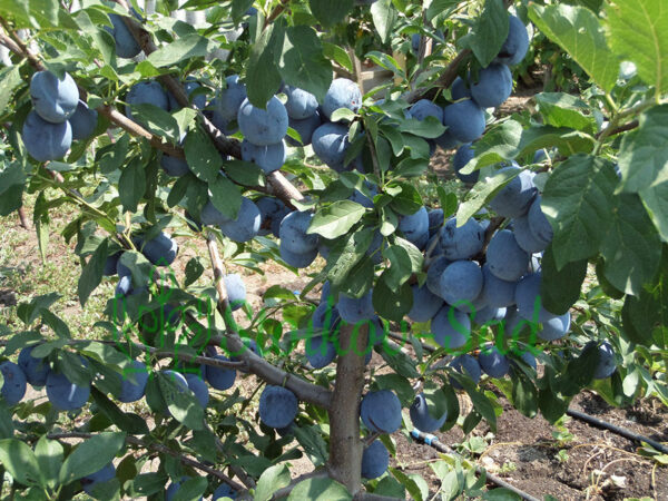 nenka1.jpg Cлива Ненька