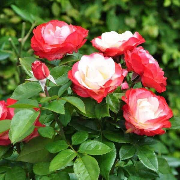 nostalgie2-600x600-1.jpg Троянда Настальжи (Nostalgie)