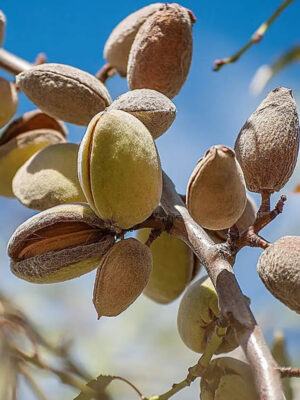 Мигдаль НІКІТСЬКИЙ