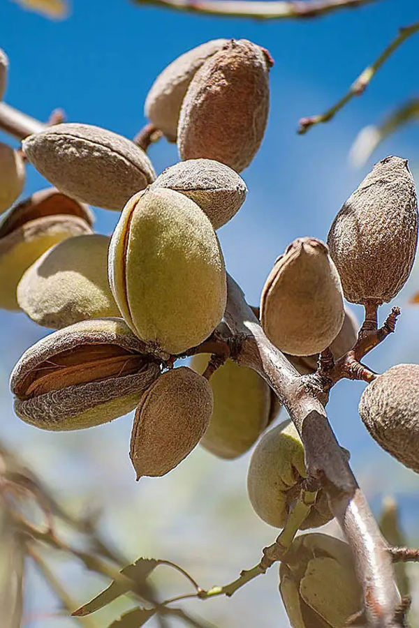 Мигдаль НІКІТСЬКИЙ