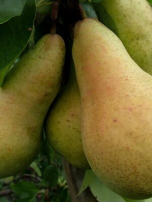 Груша Осінь Буковини