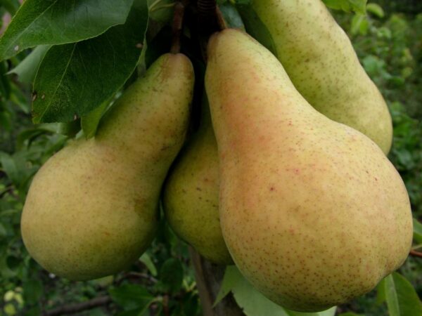 Груша Осінь Буковини