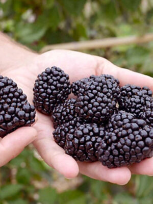 Ожина "Блек Меджік" ремонтантний сорт