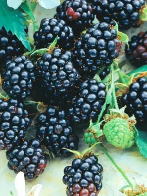 Ожина "Потрійна корона", сорт середнього терміну дозрівання