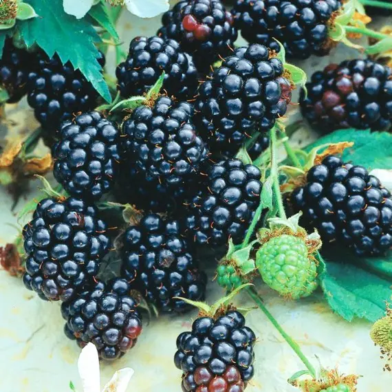 Ожина "Потрійна корона", сорт середнього терміну дозрівання