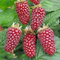 Ожина "Тайберрі", ранній термін дозрівання