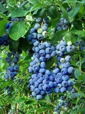 Лохина Патріот