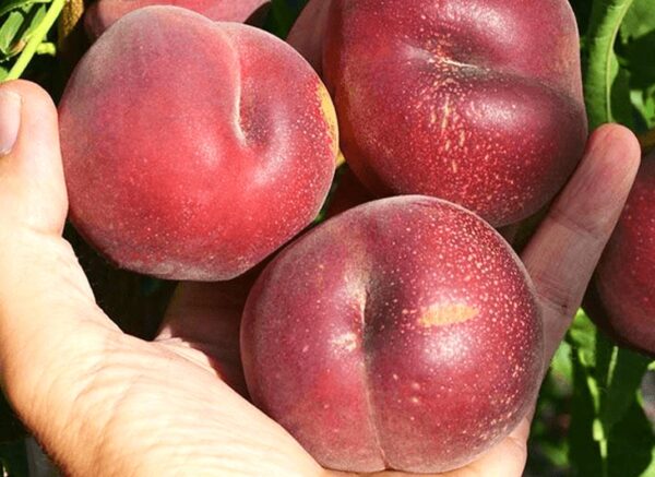 Персик червоном'ясий "Ерітрокарпа", саджанці дворічні