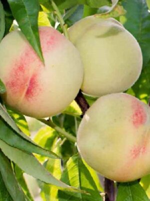 Персик "Білий лебідь", середньо-пізній термін дозрівання