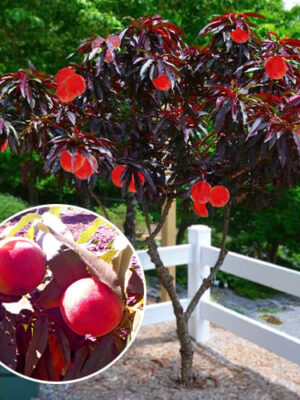 Персик червонолистий, колоновидний Персик червонолистий, колоновидний, середній термін дозрівання