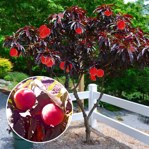 Персик червонолистий, колоновидний,  середній термін дозрівання