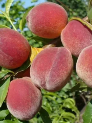 Персик Фаворит, середньо-ранній терміну дозрівання