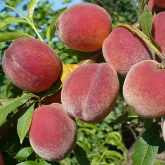 Персик Фаворит Персик Фаворит, середньо-ранній терміну дозрівання