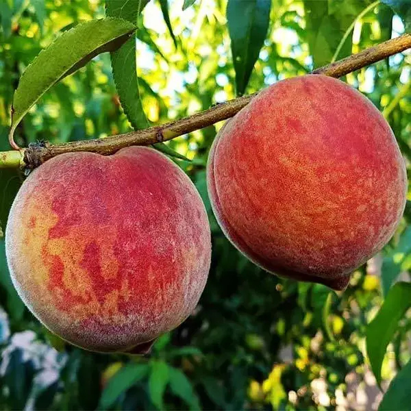 Персик колона "Кондор", ранній термін дозрівання