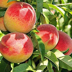 Персик "Київський" ранній термін дозрівання