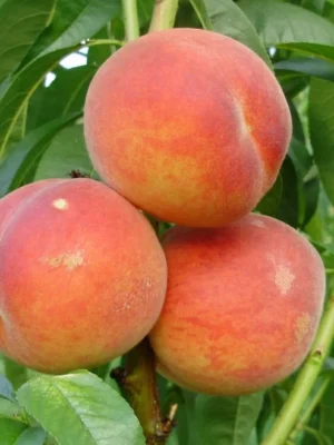 Персик Медовий колоновидний, Персик Медовий колоновидний, середньоранній термін дозрівання