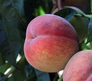 Персик "Молдова" - пізній термін дозрівання